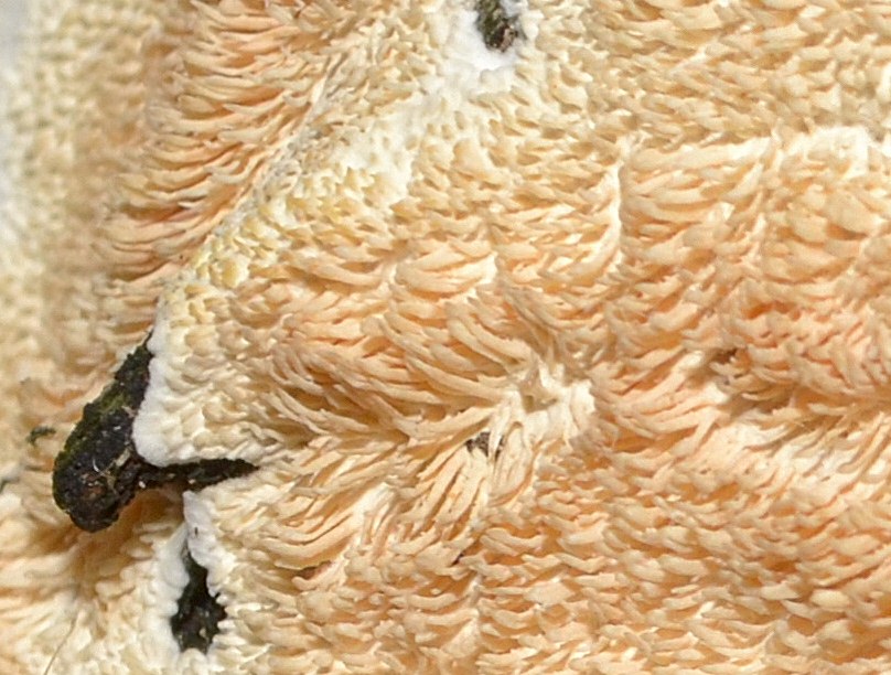 Steccherinum ochraceum? (Steccherinum bourdotii)